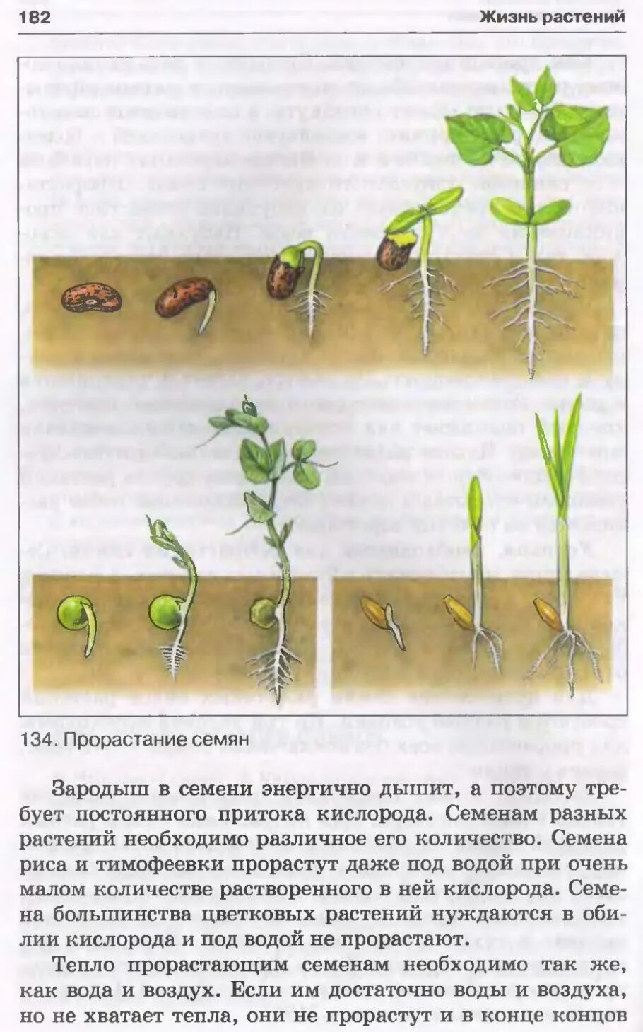 В каких условиях семена прорастают быстрее. Прорастание огурец прорастание семян. Семена фасоли прорастание семян. Семена гороха и фасоли проросшие. Прорастание семян гороха.