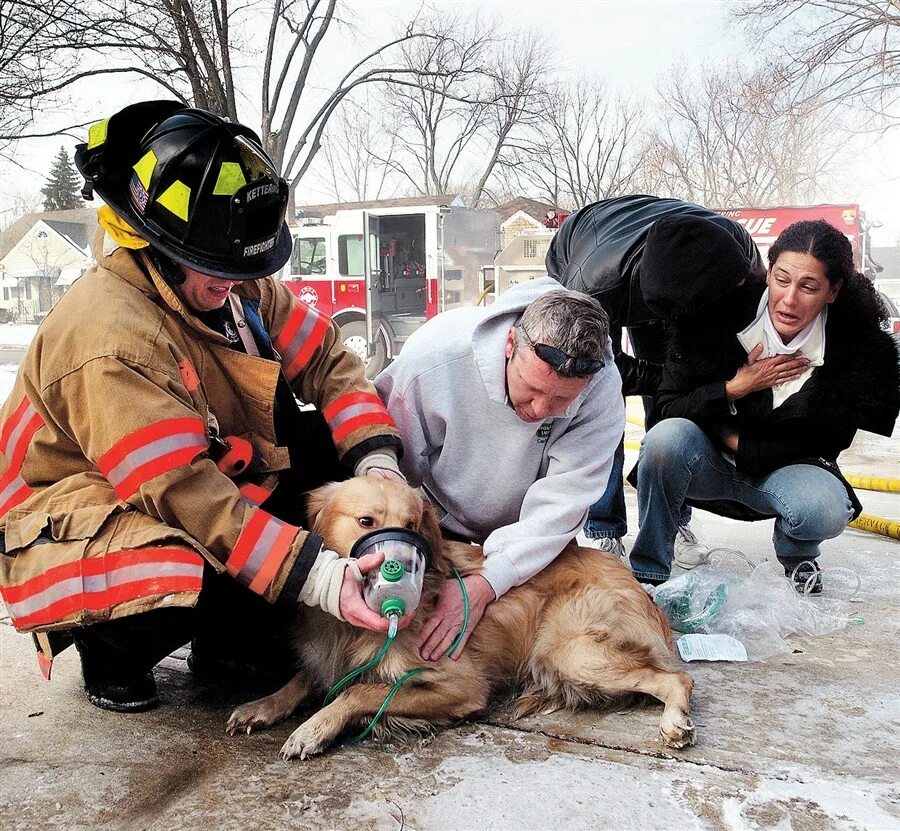 Спасение. Спасение животных. Спасатели спасают животных. Люди которые спасают животных. Пожарные спасают животных.
