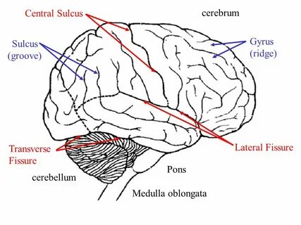 Cerebrum