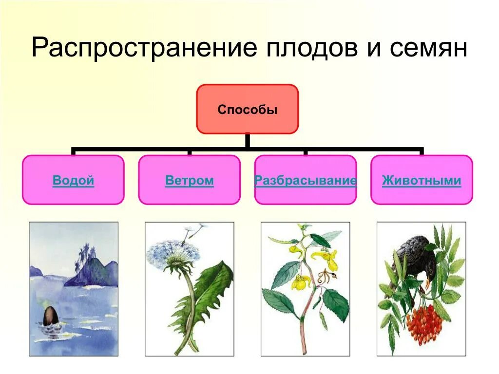 Способы распространения плодов и семян. Способы распространения семян растений. Способы распространения плодов растений. Способыраспространения пордов и семян. Распространение ветром примеры