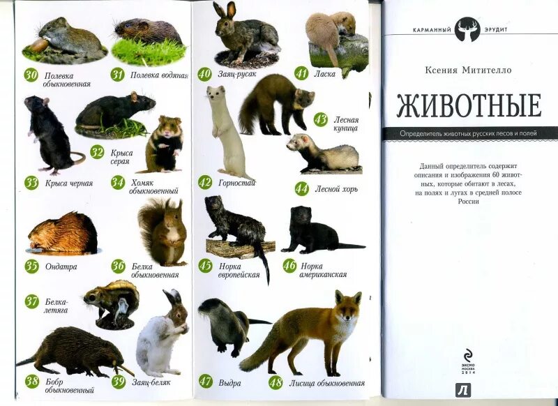 Wild animals list, Animals wild, Russian language learning