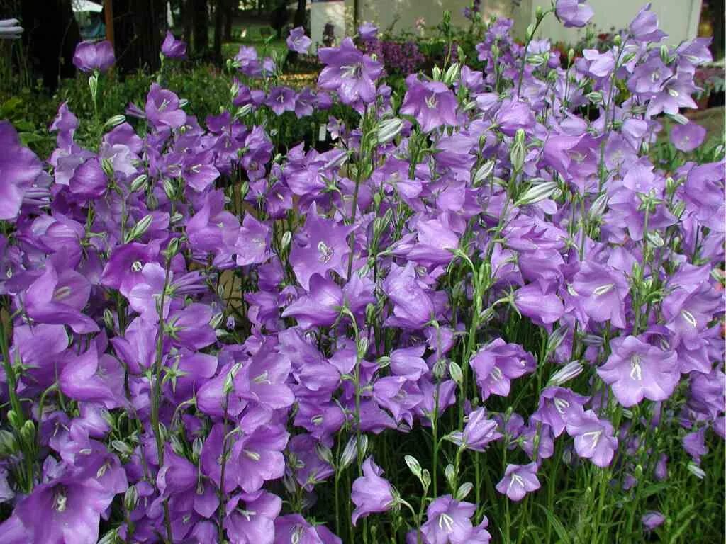 Колокольчики озеро. Колокольчик персиколистный (Campanula persicifolia). Колокольчик персиколистный (Campanula persicifolia l.). Колокольчик персиколистный (Campanula persicifolia `Takion White`). Колокольчик персиколистный ТЕЛХАМ Бьюти.