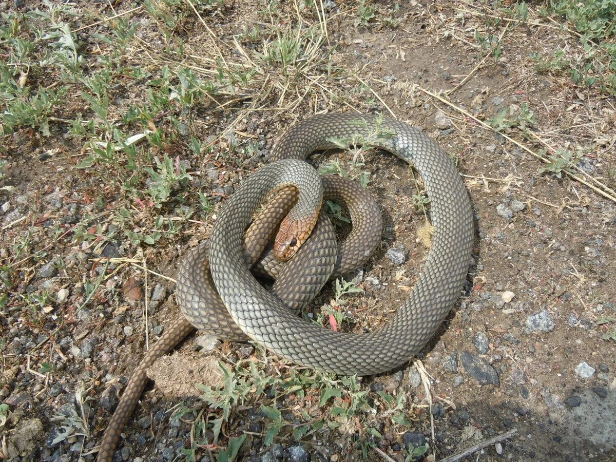 Желтобрюхий полоз краснодарский край. Восточная степная гадюка (vipera (pelias) renardi). Змеи ставропольского края змеи ставропольского края. Гадюка медянка полоз. Змея гадюка ставропольского края.