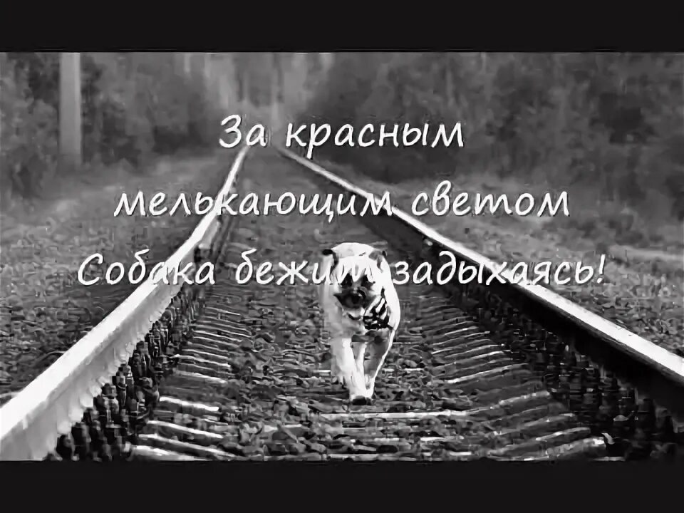 Стихотворение Асадова рыжая дворняга. Асадов стихи о рыжей дворняге.