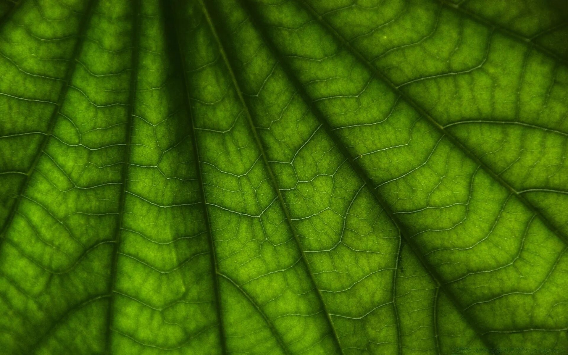 Алоэ фотосинтез. Листья растений. Зеленый лист. Листья фон. Лист макро.