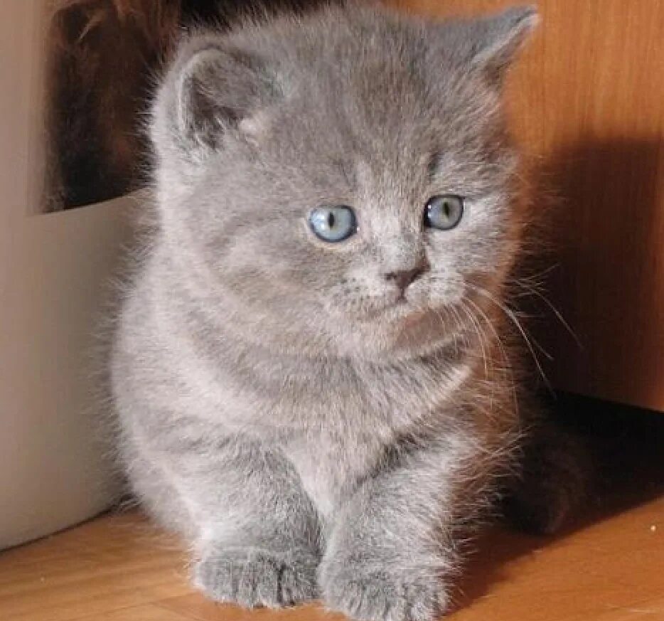 котята в добрые руки британцы. британцы вислоухие котята даром. свежие объявления британских котят. британские котята бесплатно в хорошие руки.