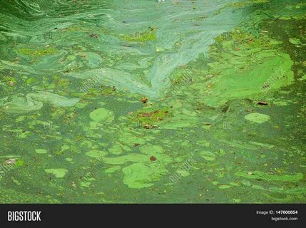 Масса водорослей в стоячей воде