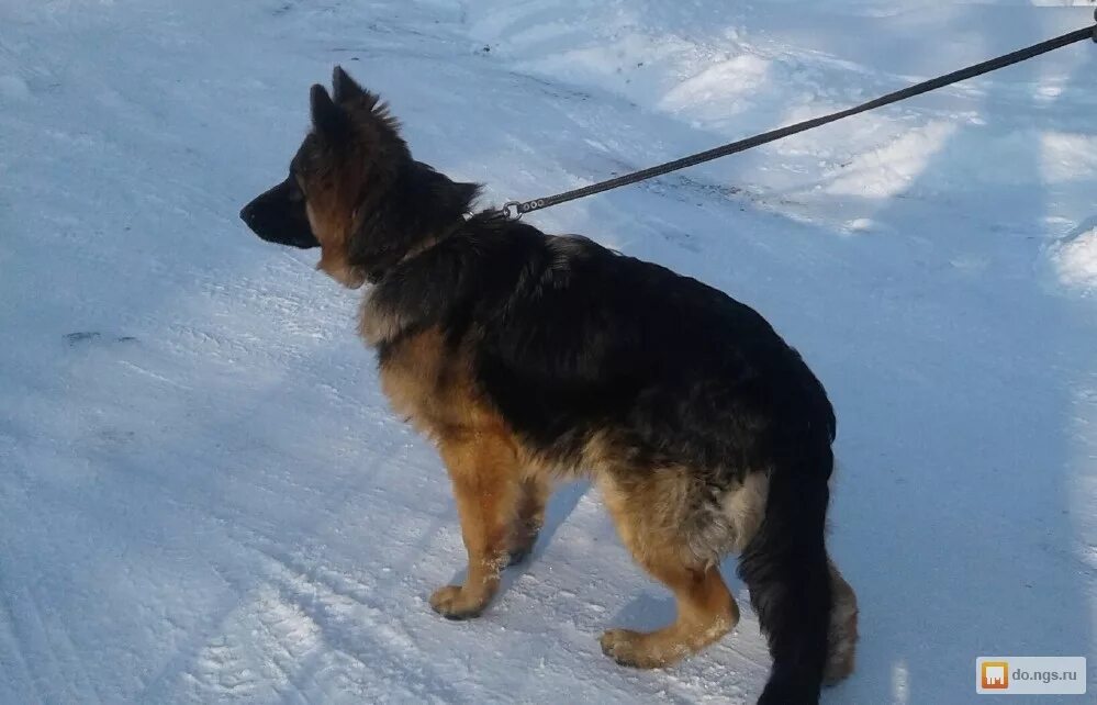НЕМЕЦКАЯ ОВЧАРКА ЩЕНКИ ОТ ZWINGER VOM APFELHOLZ PUPPIES
