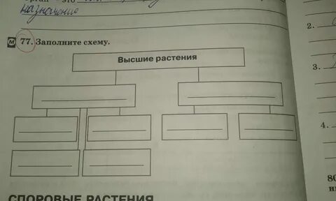 Заполните схему виды общества