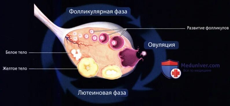 Доминантный фолликул в яичнике. Фолликул фаза