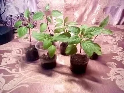 Как укоренить черенки фуксии