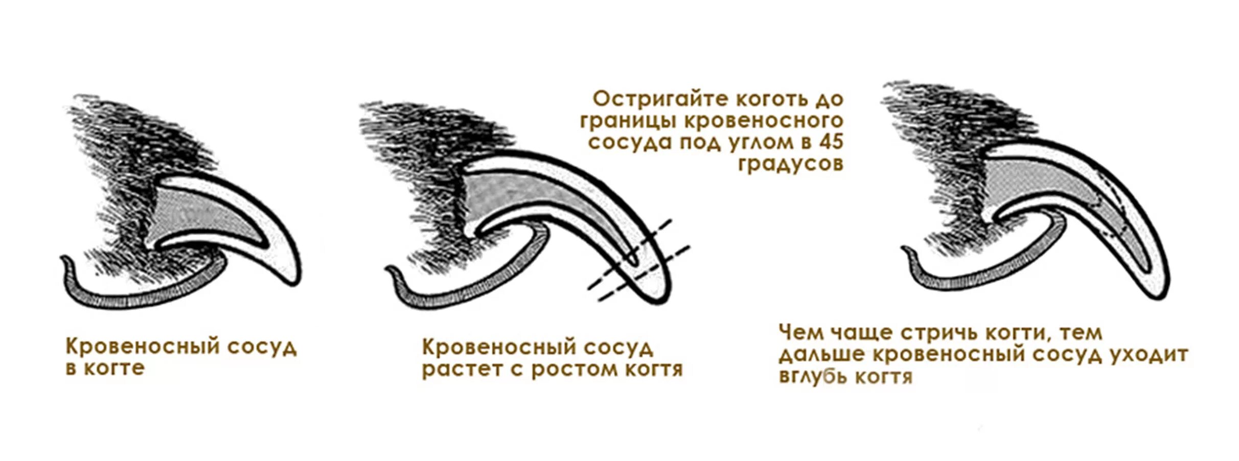 Зачем стричь когти собаке. Схема подстригания когтей у собак. как обрезать котам когти. как обрезать когти собаке гильотиной. как подстричь когти коту.
