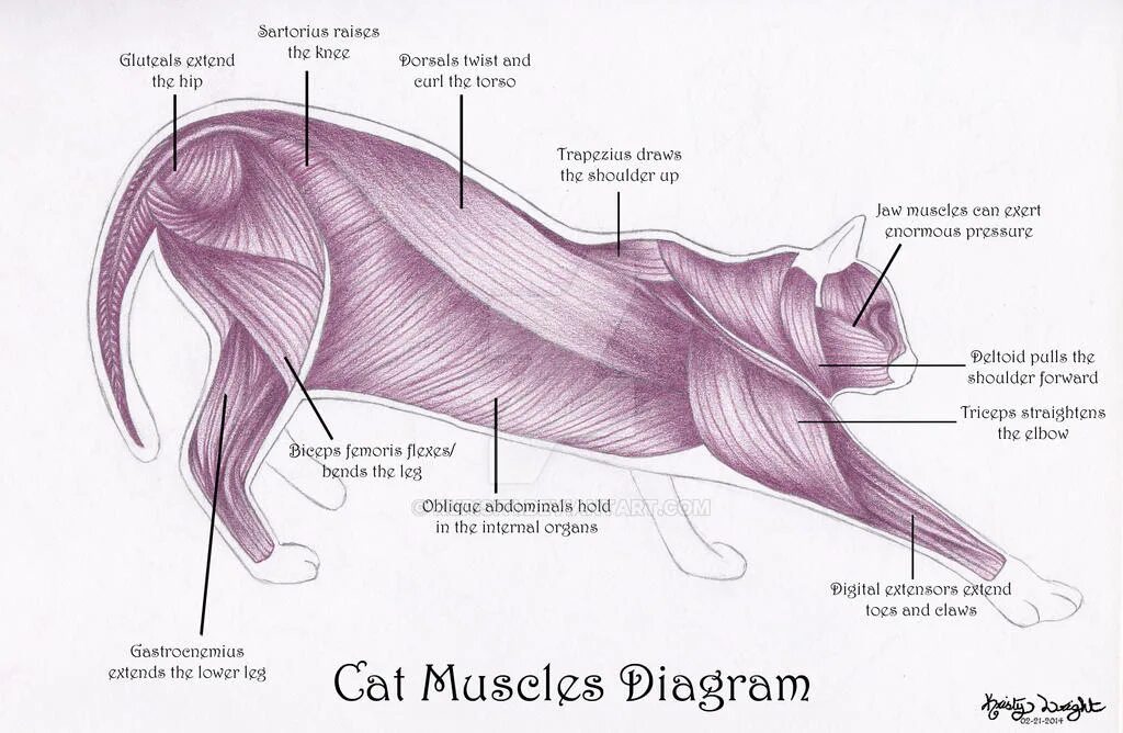Мышцы кошки. Мышечное строение кошки. Мускулатура кошки. Мышцы кошки анатомия. Мускулатура млекопитающих
