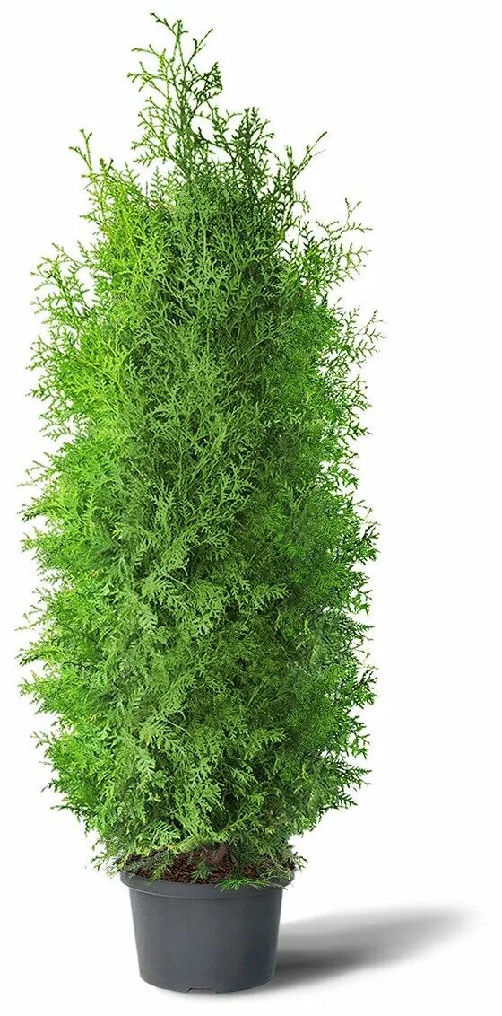 замульчировать туи смарагд. 5. туя 200. туи купить в спб акции и скидки. туя 200 лет.