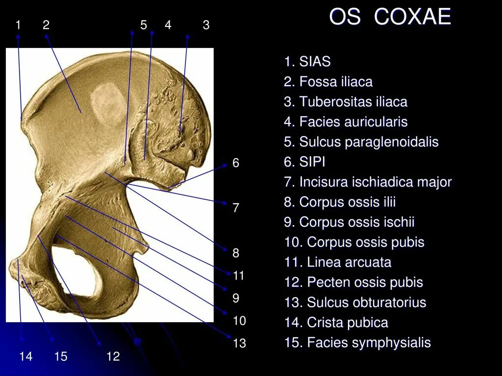 Пластика латынь. Os Coxae анатомия. Coxae латынь. Crista iliaca это. Crista Ossis pubis.