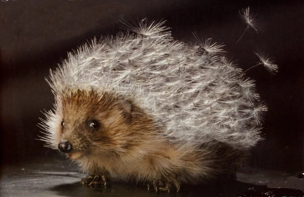 ежиков там. ёжик в тумане прикольные. ежик в тумане иллюстрации. «ёжик в тумане» юрия норштейна. ежиков там.