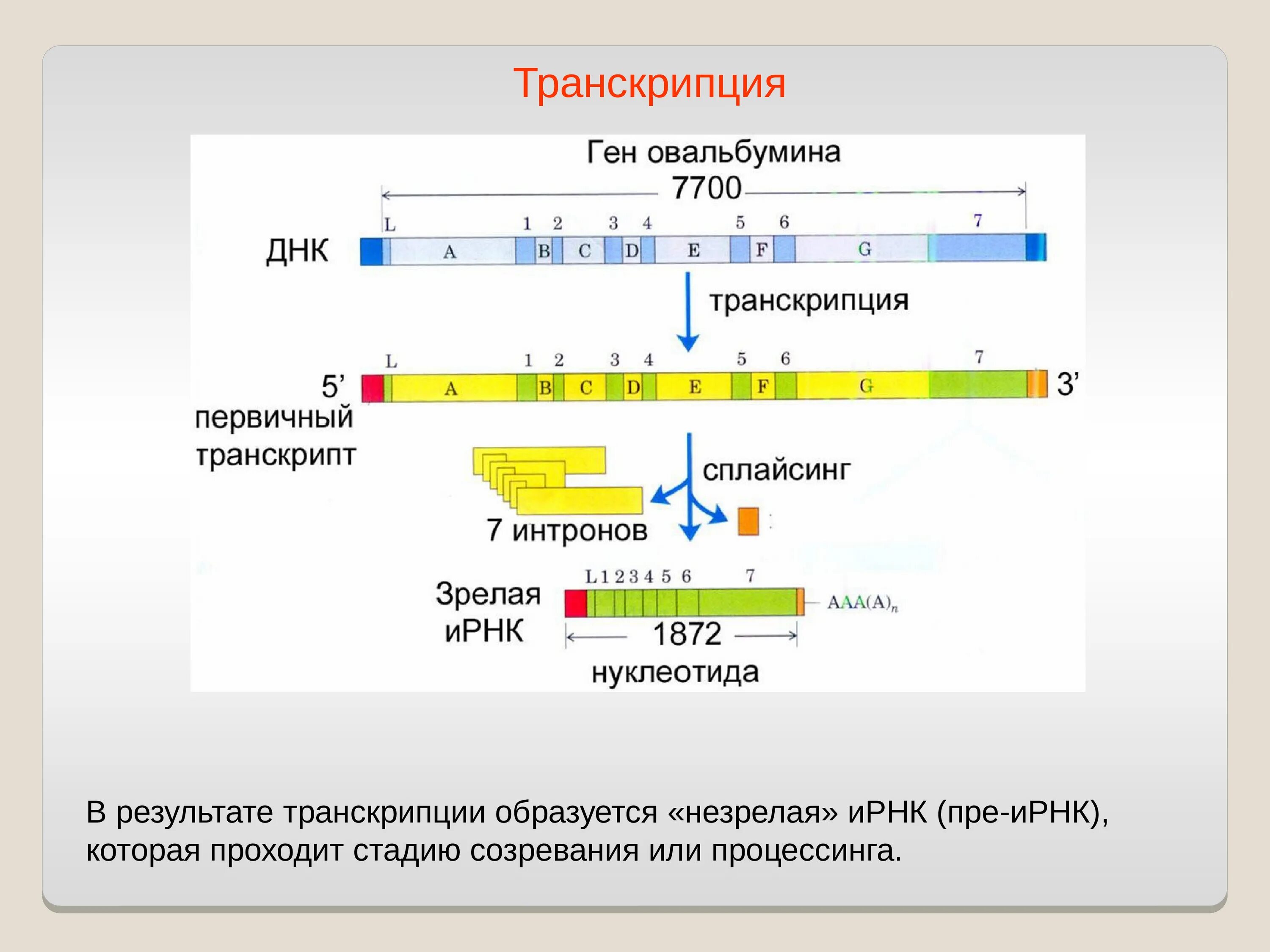 Концы транскрибируемая днк. Процессинг РНК этапы. Транскрипция. Транскрипция ДНК. Основной результат транскрипции.