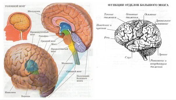 Биология мозга учебники. Биология отделы головного мозга. Строение головного мозга человека ЕГЭ. Рисунок отделы головного мозга ЕГЭ биология. Схема строения головного мозга человека 8 класс.