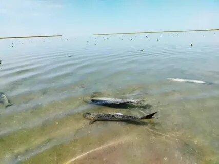 Каспийская вода