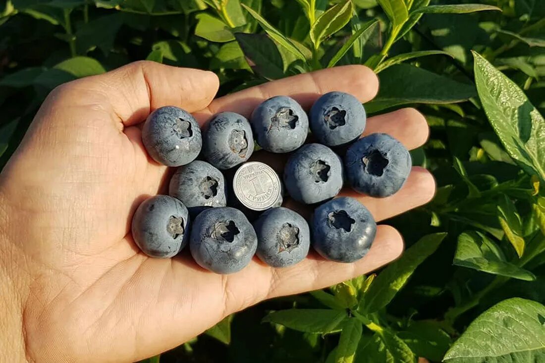 Vaccinium uliginosum голубика. Голубика высокорослая бонус. Голубика высокорослая Блюэтта.