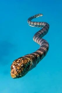 Sea snake