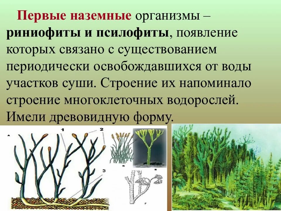 Когда появились 1 растения. Псилофиты и риниофиты строение. первые наземные растения псилофиты эра. псилофиты эволюция. риниевые псилофиты.