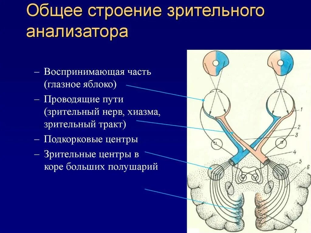 Место выхода зрительного нерва не воспринимающее лучей. Зрительный нерв подкорковые и корковые зрительные центры. Проводящий путь зрительного анализатора схема. Проводниковый и Центральный отделы зрительного анализатора. Строение оптического аппарата зрительного анализатора.