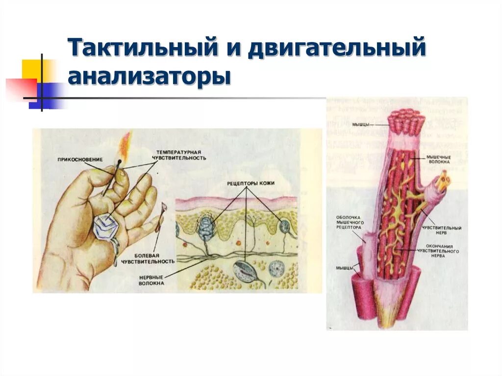 Центр кожно мышечного чувства. Строение кожно мышечного анализатора. Кожный тактильный анализатор строение. Тактильный анализатор физиология отделы. Рецепторы двигательного анализатора.