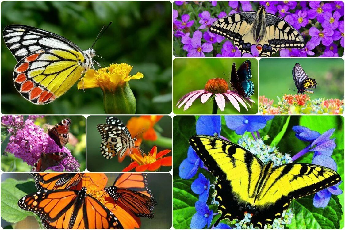 Олимпиус инферно бабочка. Danaus plexippus. Чешуекрылые хоботковые. Бабочка плавац. Как установить бабочек.