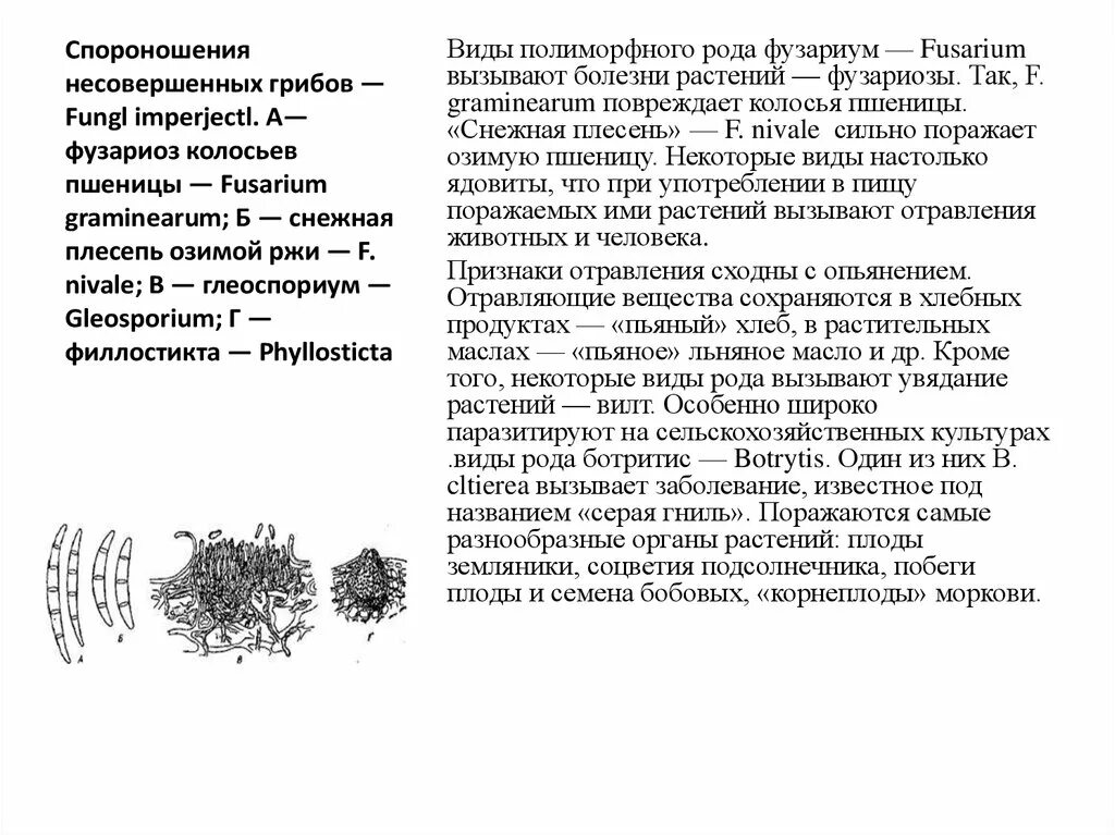 Спороношение это. Типы спороношения ржавчинных грибов. Тип спороношения несовершенных грибов. Виды спороношения. Спороношение у высших грибов.