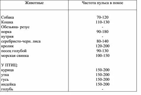 Сколько ударов в минуту у кошки