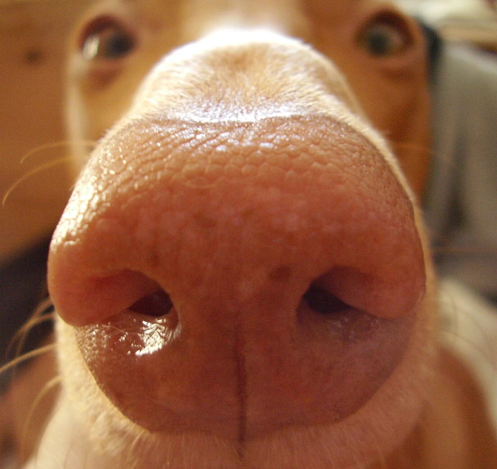 Собака с длинным носом мем. Смешной нос. Носы животных. Нос собаки.