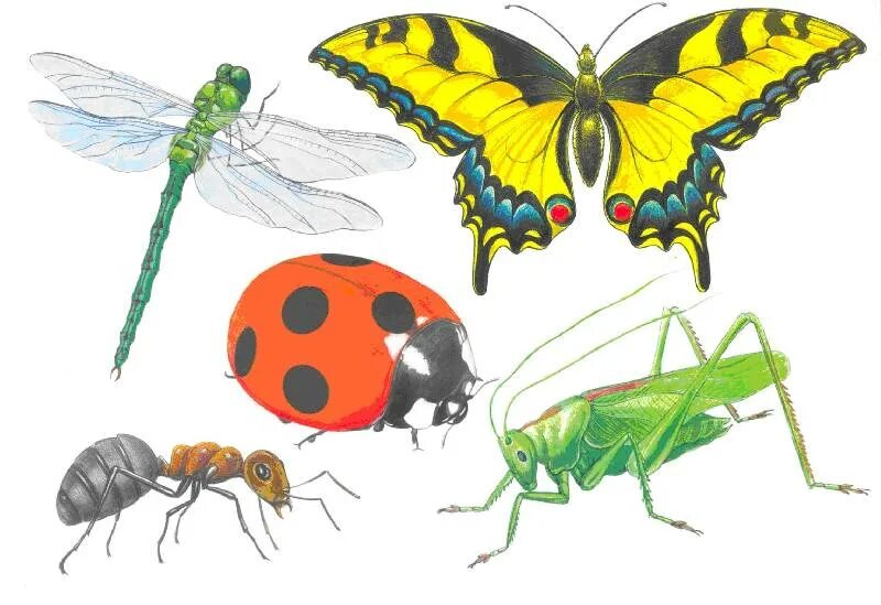Обобщенный рисунок. Насекомые для детей. Детям о насекомых в детском саду. Насекомые для детей ДОУ. Насекомые картинки для детей.