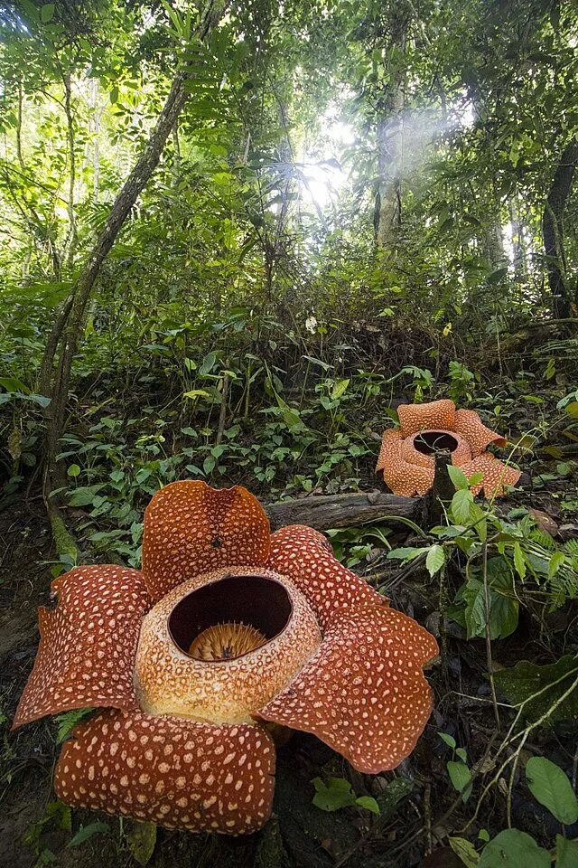 Как выглядит растение раффлезия Rafflesia Steemit