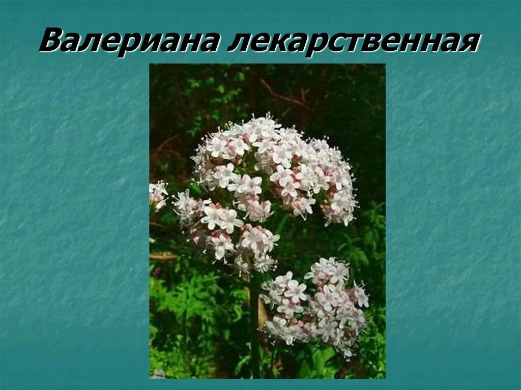 Песня в конце валериана. Валериана. Валериана презентация. Растение валериана лекарственная фото и описание. Валериана лекарственная описание.