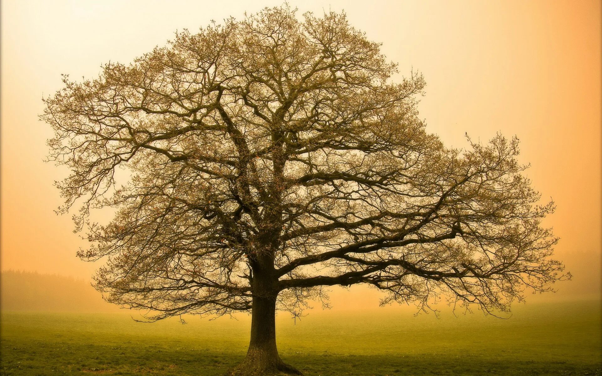 Дерево 3 17. Одинокий дуб Фет. Красивое дерево. Раскидистое дерево. Раскидистый дуб.