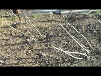 Как утеплить инжир на зиму