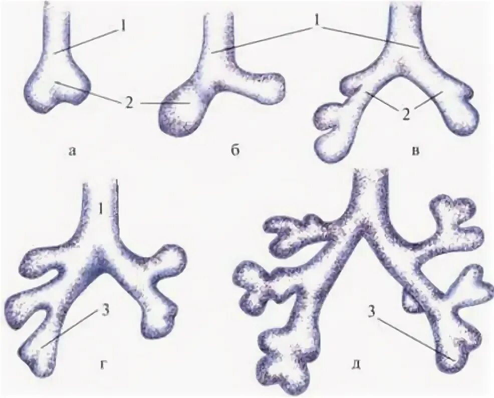 Стадии развития легких. Этапы формирования легких. Развитие бронхов. Эмбриональные источники развития органов дыхания. Эмбриональное развитие бронхов.