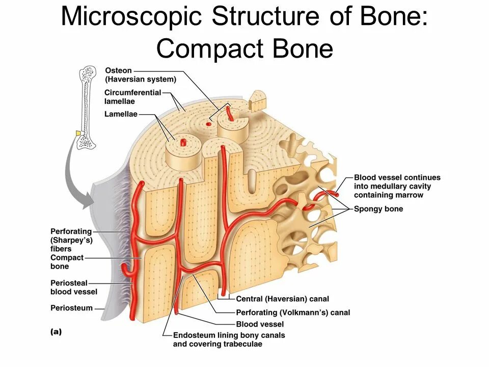 Кость Остеон. Haversian canal. Мембраны Osteon. Строение остеона. Остеон 2