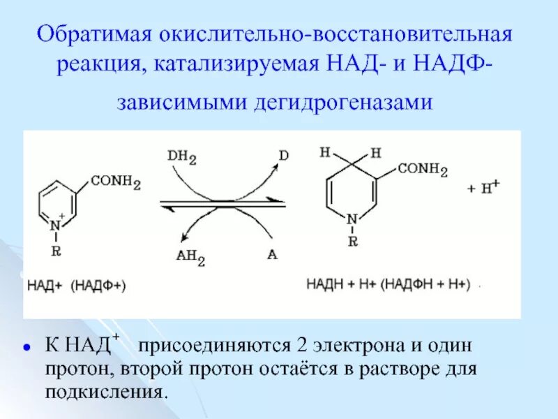 Окислительно восстановительные ферменты. Над+- кофермент витамина:. Над+ кофермент реакции. НАДФ+ биохимия. Коферменты над и НАДФ.