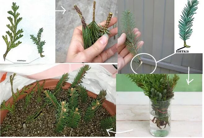 шютте сеянцев хвойных. хвойные отростки. ель коника черенкование. может ли елка пустить корни. раствор для елки.