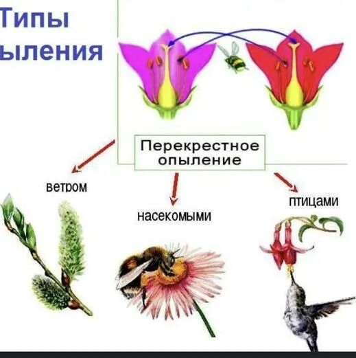 Имеет увеличенную длину способствуя опылению ветром. Имеет увеличенную длину способствуя опылению ветром