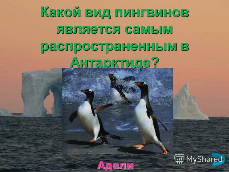 Пингвины живут. Антарктида пингвины адели. Императорский пингвин ареал. Антарктида пингвины адели. Пингвин из красной книги.