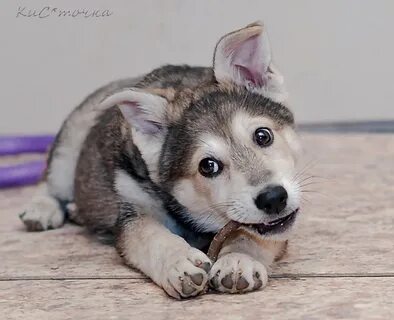 Ласковый волчок