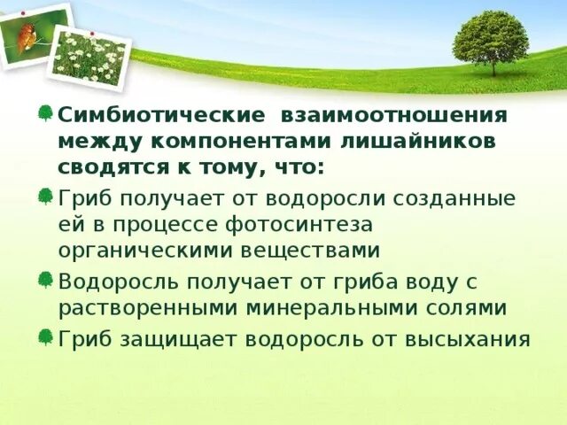 Что получает водоросль от гриба. Что получает гриб от водоросли в симбиозе. Что дает гриб водоросли и что получает взамен. Симбиотические взаимоотношения водорослей и гриба проявляются в том.