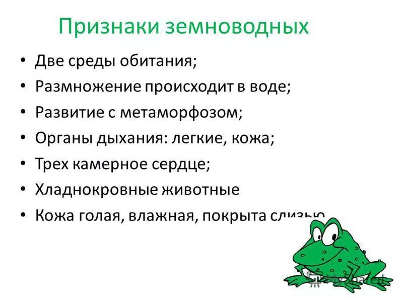 Приспособления у амебии. Общая характеристика класса земноводных 7 класс биология. Среда з обитания земноводных. Общая характеристика класса земноводных 7 класс биология. Признаки земноводных.