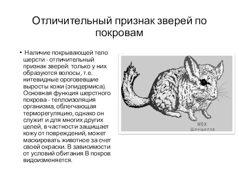 15 признаков животных. Характерные особенности животных. признаки зверей. отличительные особенности зверей. главная отличительная особенность зверей.