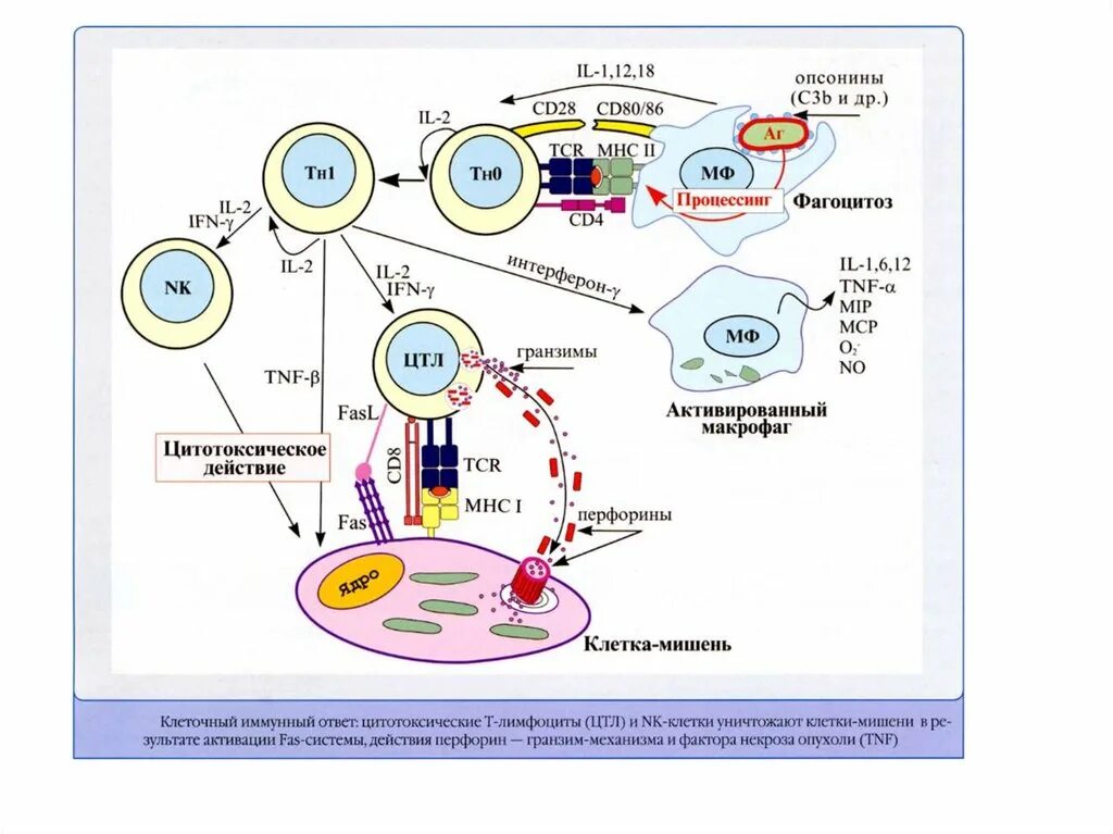 Схема клеточного иммунного ответа. Иммунный ответ клеточного типа. Клеточный иммунный ответ схема гистология. Механизм клеточного иммунного ответа иммунология. В реакциях иммунного ответа участвуют