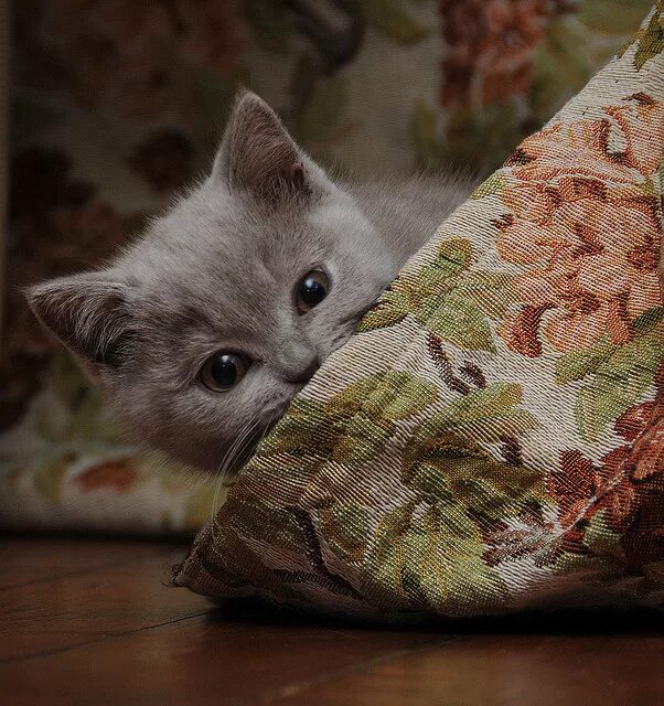 Маленький котенок. Беспризорные кошки. Забота о котенке. Подойти котенок. Маленькие бездомные котята.