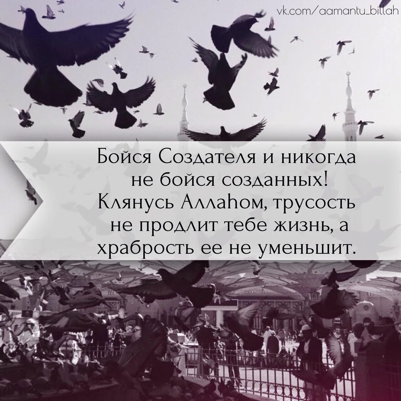 Храбрость не продлит мне жизнь а трусость. Смелость не продлит мне жизнь а трусость. Клянусь Аллахом трусость не. Трусость не продлит жизнь а храбрость не уменьшит ее. Клянусь Аллахом трусость не продлит мне жизнь а храбрость.